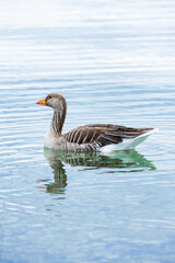 duck swimming in al lake