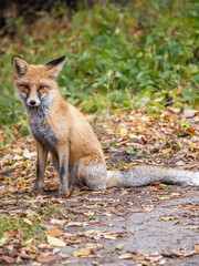 Close up of a red fox Vulpes vulpes, sitting on a path in the forest.