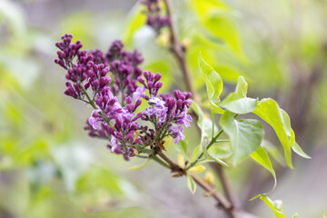 Gemeiner Flieder beim Aufblühen 
