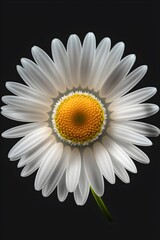 A small, delicate daisy with a yellow center and white petals, captured on a transparent background.