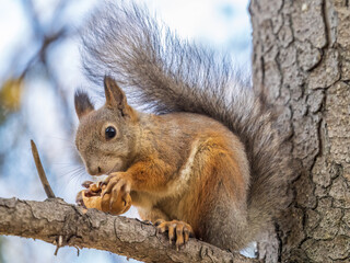 Naklejka na ściany i meble The squirrel with nut sits on tree in the autumn. Eurasian red squirrel, Sciurus vulgaris.