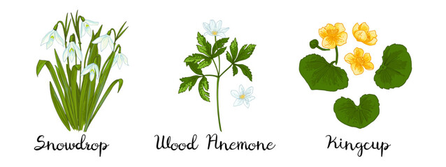Spring flowers color drawing vector. Snowdrops, Wood Anemone, Kingcup