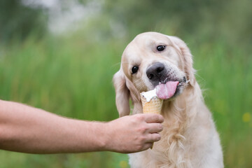 Cute golden retriever eating ice cream in the summer on the grass. Man feeds his dog sweet ice...