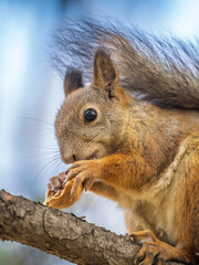 The squirrel with nut sits on tree in the autumn. Eurasian red squirrel, Sciurus vulgaris.