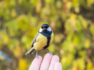 A tit sits on a man's hand and eats seeds.
