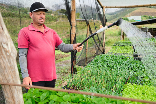 Farmer watering seedlings