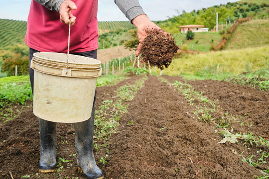 Farmer pouring manure on a crop