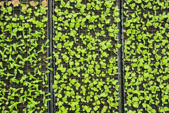 Seedlings in plastic seedbeds