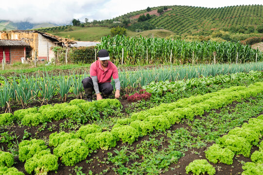Farmer working on a crop