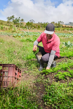 Man harvesting parsley