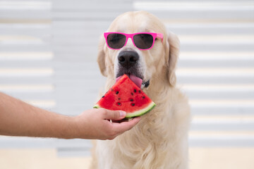 Cute funny dog eats watermelon with sunglasses in summer. Golden Retriever bites the fruit from his owner's hands