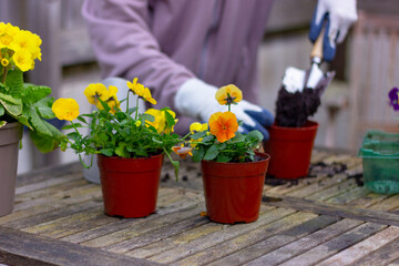 yellow Viola flowers, transplanted into new pot, are on the table. planting, gardening