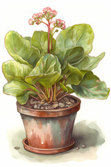 Botanical Watercolor Illustration of Bergenia in Pot. Generative AI