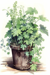 Botanical Watercolor Illustration of Blue Cohosh in Pot. Generative AI