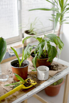 Care for indoor plants