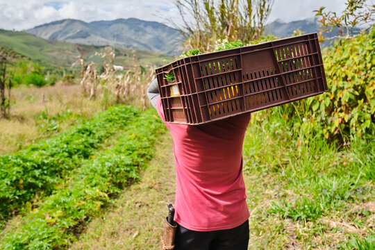 Man carrying a basket of vegetables