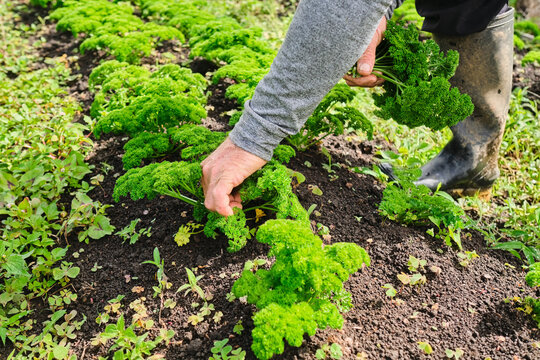 Man harvesting curly parsley from a vegetable garden