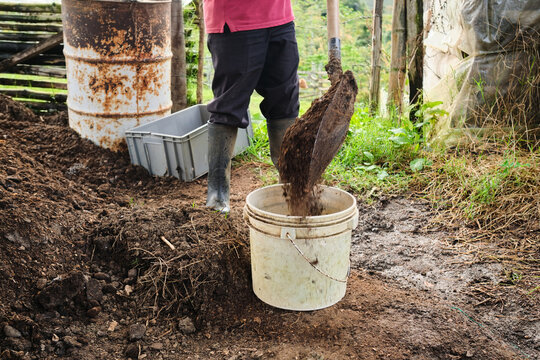 Farmer pouring manure into a bucket