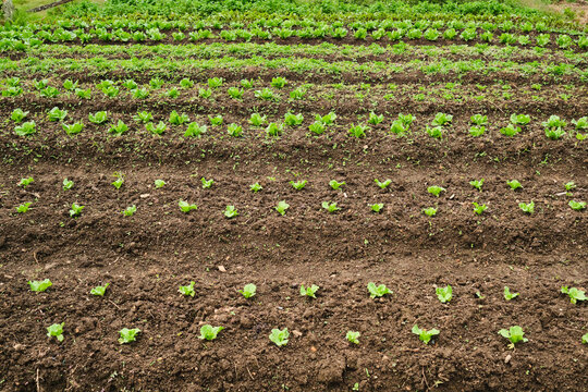 Lettuce cultivation