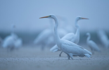 Flock of Birds in Early morning Fishing in Pond