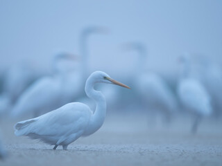 Great egret, Ardea alba, flock of white birds