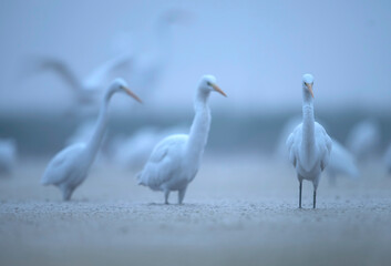 Flock of Egrets in misty morning