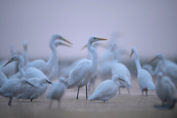 Obraz premium Flock of egrets (Ardea alba) in natural habitat