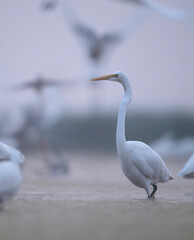 Great Egret in Fogy morning
