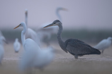 Flock of Birds in Misty morning