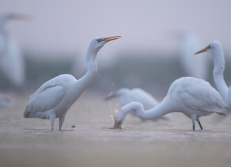 Flock of Egrets Fishing in Misty morning