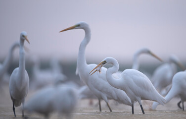 Great White herons Fishing 