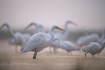 Flock of Great egret (Ardea alba) in natural habitat