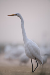 Great Egret (Ardea alba) in the wild