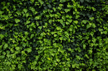 Fototapeta na wymiar Natural background made of green leaves on wall