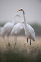 Great Egret (Ardea alba) in the wild