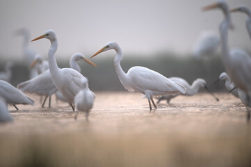 Flock of Birds Fishing in morning