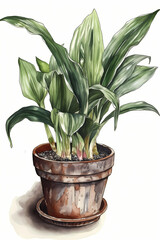 Botanical Watercolor Illustration of Cast Iron Plant in Pot. Generative AI