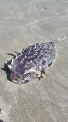 close eyes puffer fish isolated black fly © NAIRAPINZFOTOS
