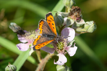 Small Copper butterfly on bramble flowers