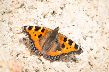 Fototapeta na wymiar Small Tortoiseshell butterfly on a stony surface