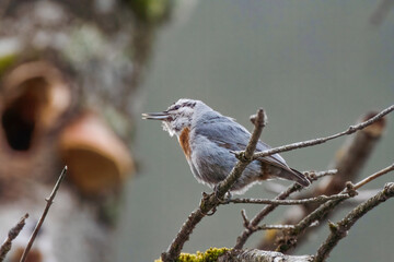The Eurasian nuthatch or wood nuthatch (Sitta europaea) is a small passerine bird found throughout the Palearctic and in Europe.
