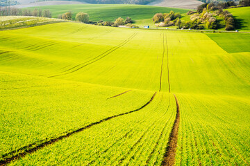 Splendid hilly relief of the earth's surface of green wheat. South Moravia region, Czech Republic,...