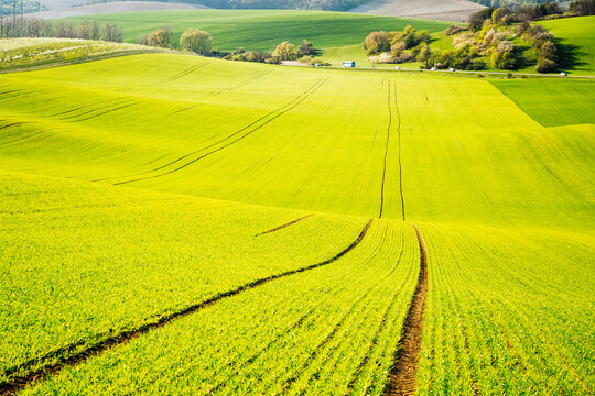 Splendid hilly relief of the earth's surface of green wheat. South Moravia region, Czech Republic, Europe.
