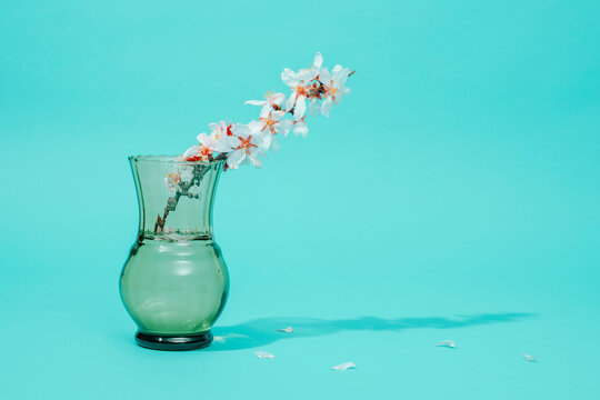 blossoming almond branch in a vase