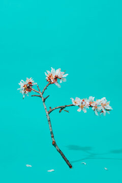 blossoming almond branch
