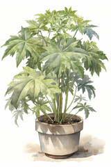 Botanical Watercolor Illustration of Fatsia in Pot. Generative AI