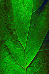 Fototapeta na wymiar Close up of green leaf with detail of veins