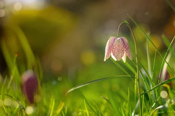 blooming spring flowers in botanical garden. one purple and white snakes head fritillary © x.marynka