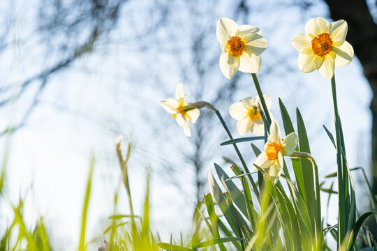 Wei&szlig;-orange Osterglocken/Narzissen (Narcissus) vor blauem Himmel