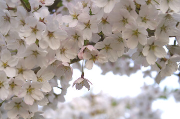 高原に咲いた可愛い桜の花 クローズアップ